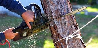 Best Root Management and Removal  in Port Washington, WI