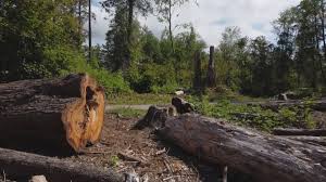 Best Commercial Tree Services  in Port Washington, WI