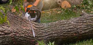 Best Tree Disease Treatment  in Port Washington, WI