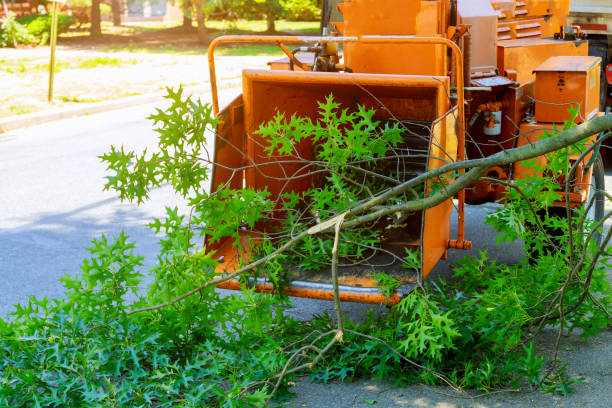 How Our Tree Care Process Works  in  Port Washington, WI