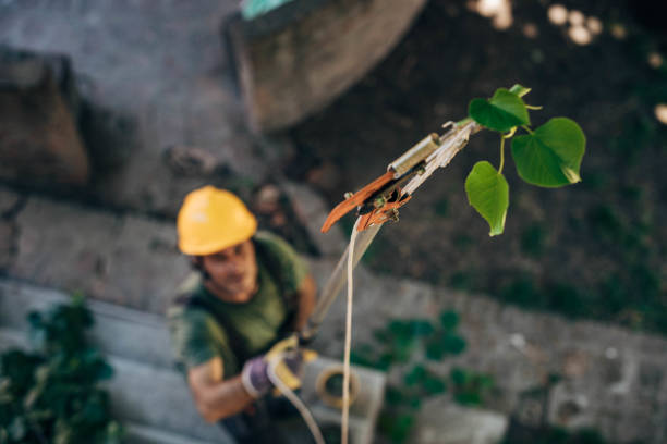 Best Tree Risk Assessment  in Port Washington, WI