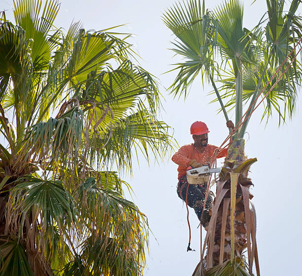 Best Tree Removal  in Port Washington, WI