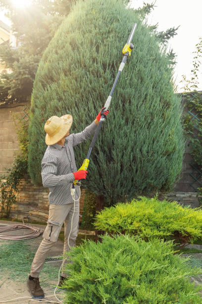 Best Palm Tree Trimming  in Port Washington, WI