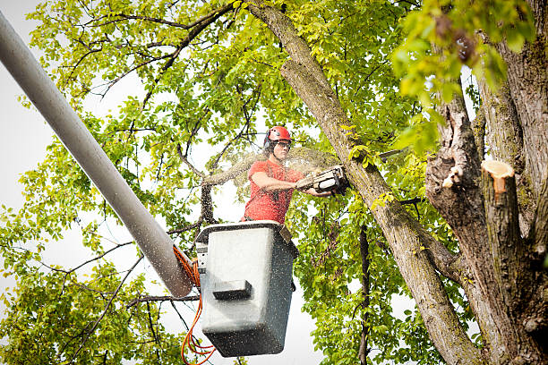 Best Emergency Tree Removal  in Port Washington, WI