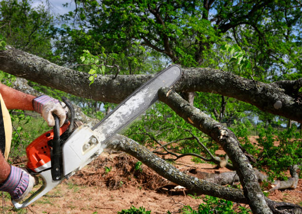 Best Storm Damage Tree Cleanup  in Port Washington, WI